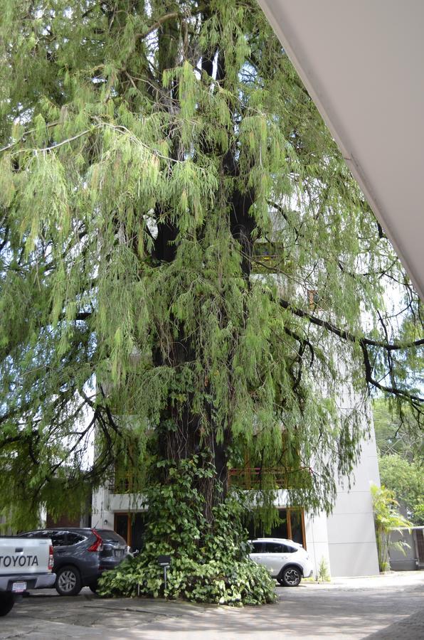Hotel Residencia Del Sol Guatemala City Exterior photo
